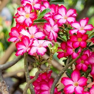 Desert Rose